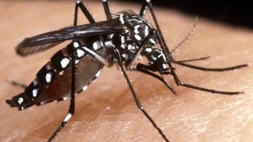 Una zanzara tigre, insetto vettore della Dengue