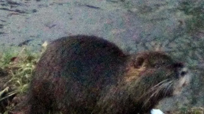 AGOSTINI TREVISO NUTRIA E TOPI SUI BASTIONI ESTERNI DI PORTA SAN TOMMASO