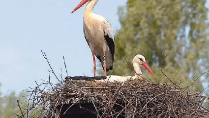 Una cicogna all’oasi di Sant’Elena di Silea, centro della Lipu
