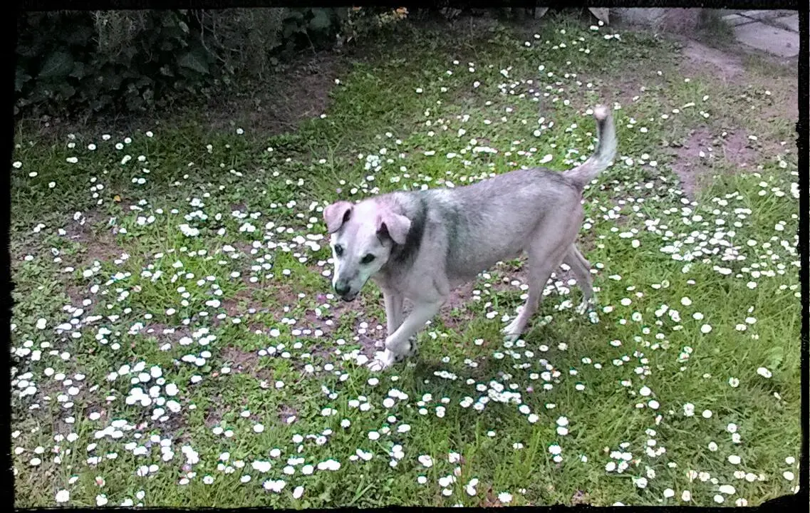 Tony, 15 anni nel canile