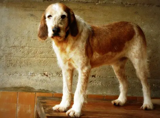 BAMBOLO. Bravo e dolce. Meticcio bianco marrone entrato in rifugio nel lontano 2009. Sterilizzato. E' timoroso con le persone che non conosce, cerca sempre l'appoggio del suo coinquilino di recinto per sentirsi più sicuro, tanto da sembrare un cane unico da quanto gli sta appiccicato.