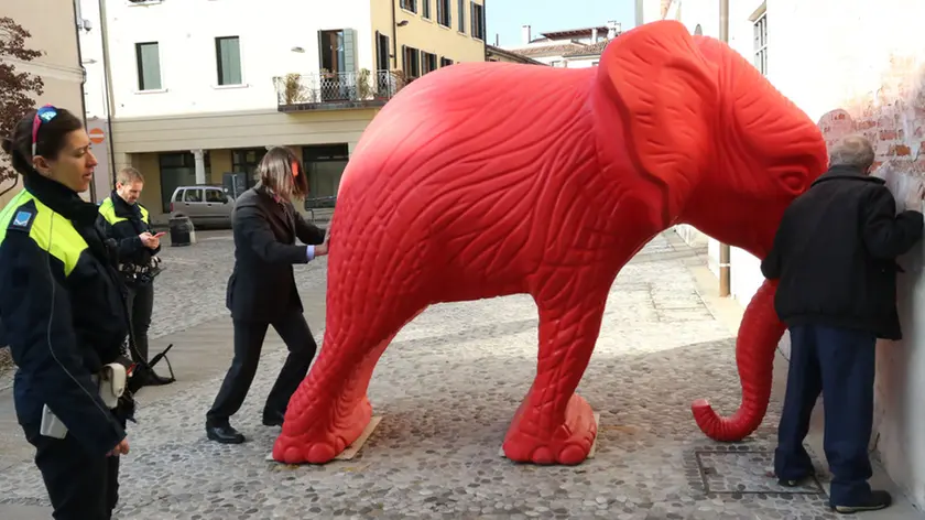 ZAGO AG.FOTOFILM TREVISO INDIANO SPOSTA L'ELEFANTE A S. CATERINA