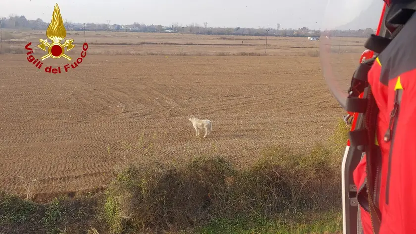 Il vitello visto dall'elicottero dei pompieri