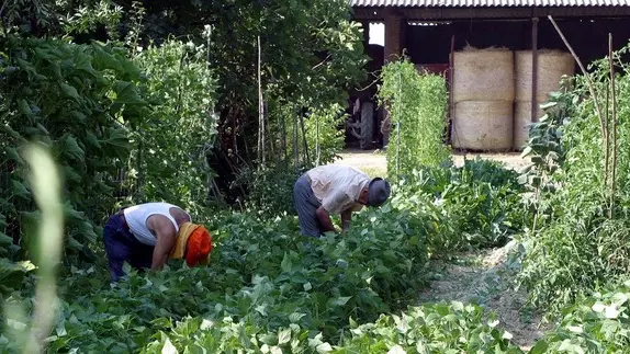 MOGLIANO 15/07/2003 CASA PER ANZIANI NON REGOLARE, IN FOTO , IN FOTO GLI ANZIANI OSPITI CHE CURANO L'ORTO casa anziani a mogliano