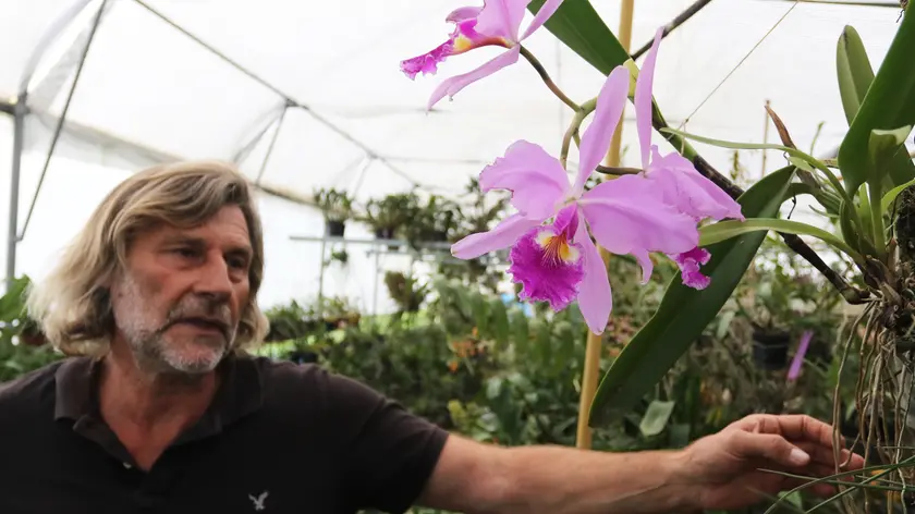 ZAGO AG.FOTOFILM BREDA DI PIAVE . IVAN MARCASSA COLTIVATORE DI ORCHIDEE NELLA SUA SERRA IN VIA LEVADA,21