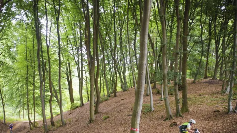 Il bosco del Montello