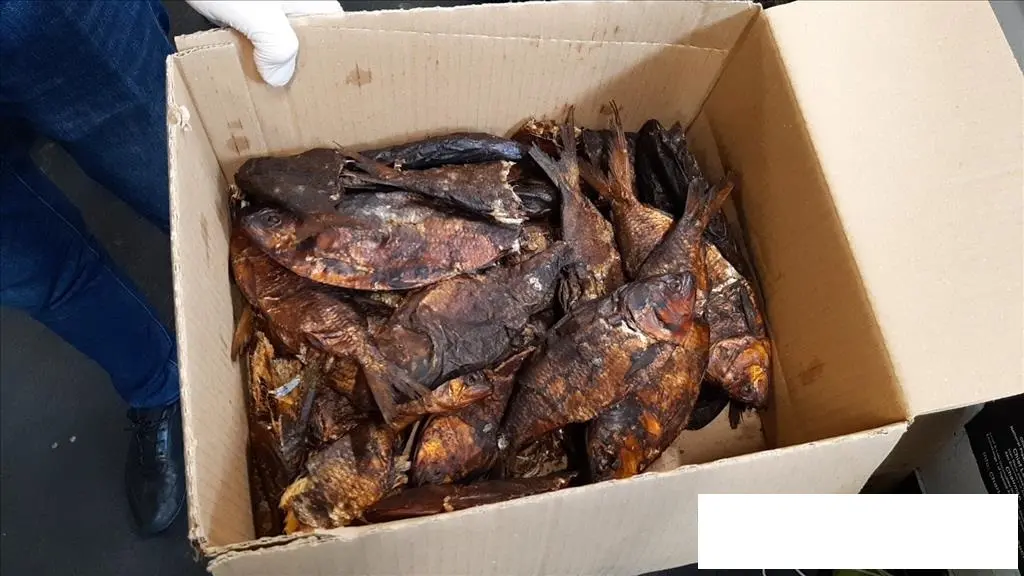 Lo stato di mantenimneto del pesce