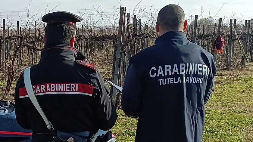 Scoperti vendemmiatori in nero in provincia di Treviso: aziende sanzionate