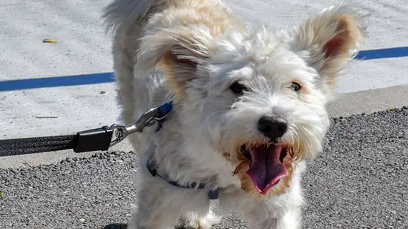 Prandi S. Vendemmiano, funerale Diana Mazzer Il suo cane.
