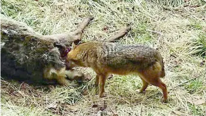 Lo sciacallo dorato sul Cansiglio si nutre dalla carcassa di una cerva
