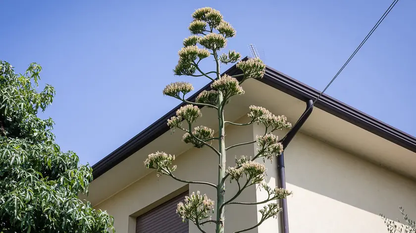 Allegranzi Conegliano Pianta di Agave