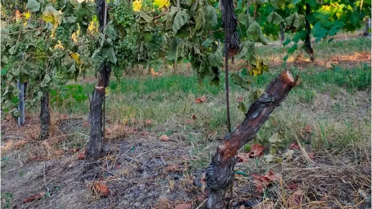 Una delle viti già cariche d'uva, tranciate a Collalbrigo