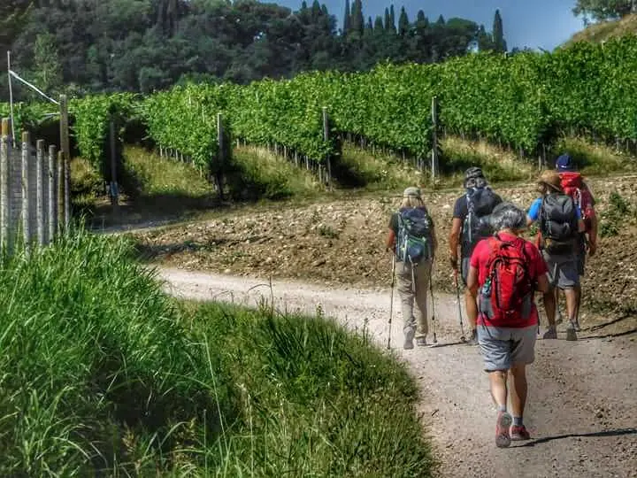 Il cammino tra i vigneti