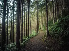 This image shows the mountains of Wakayama in Japan