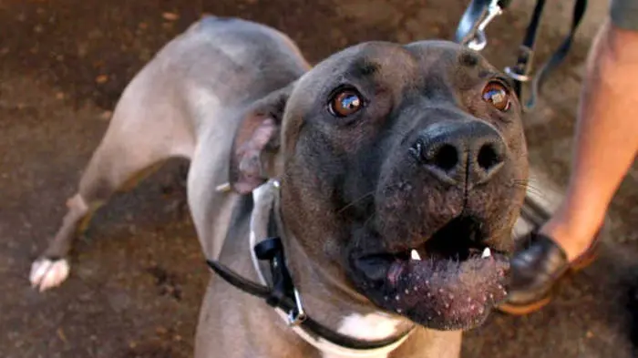 Il pitbull è considerato tra le razze più aggressive, ma solo alcuni esemplari lo sono