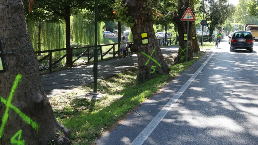 PASSERINI AG.FOTOFILM TREVISO ALBERI SEGNATI CON LA X SUL PUT
