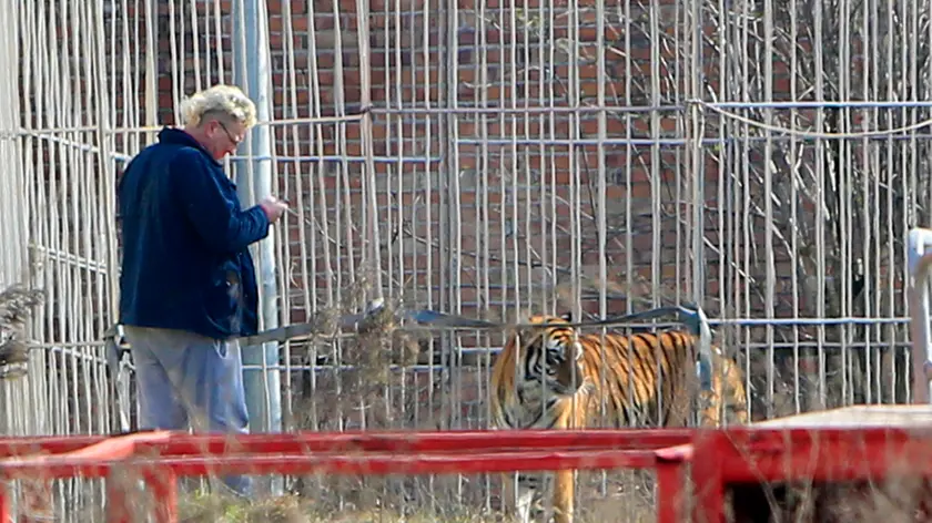 DeMarchi Castelfranco tigre scappa dal recinto del circo Niuman