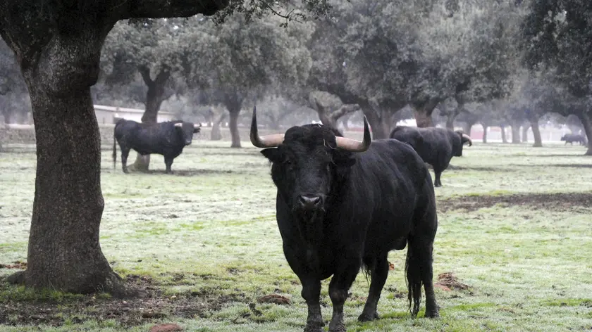 Un toro in fuga è stato catturato nelle campagne di Trevignano