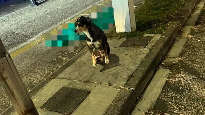 Il meticcio Trovi vicino al corpo senza vita del suo padrone a Conegliano