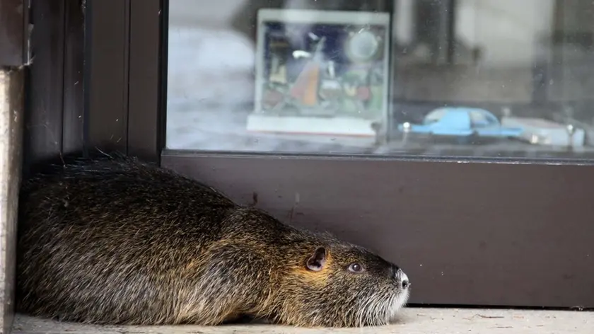 DE WOLANSKI TREVISO NUTRIA IN PROFUMERIA GATTI IN P. DEL GRANO