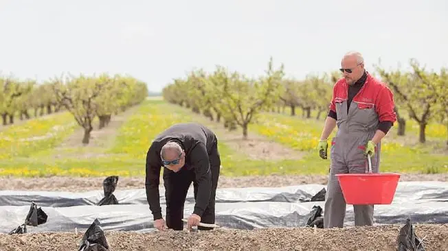 Le baulature sui campi (i “colmi”) con il nylon per ottenere il pregiato asparago bianco