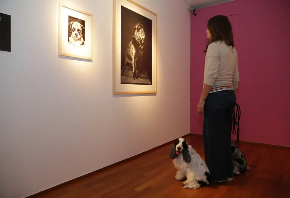 borghesi agenzia fotofilm treviso cani mostra erwitt