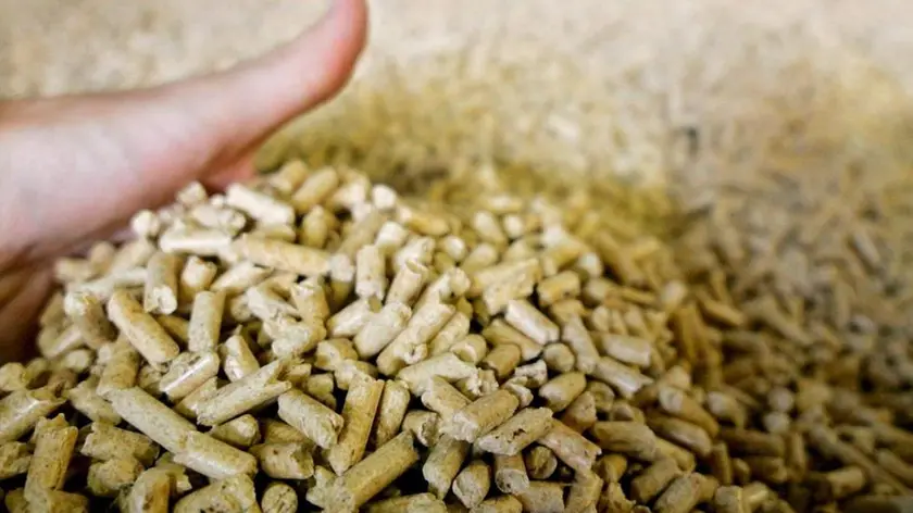 epa000524167 A hand holds wooden pellets from a pile in the production facilities of the biggest German factory for wood pellets in the Dold sawmill in Buchenbach, Germany, Friday 09 September 2005. On Friday 09 September 2005 the facility, whose construction costs amounted to 3 million euros according to the owner, has been officially inaugurated. 35,000 wood pellets pressed from unprocessed sawdust are to be produced annually. Wood pellets can be used by private housholds and the industry as heating material. EPA/PATRICK SEEGER*************** TRADUZIONE ***************la mano di epa000524167 A tiene le palline di legno da un mucchio nelle facilità di produzione della fabbrica tedesca più grande per le palline di legno nella segheria in Buchenbach, Germania, venerdì il 09 di Dold settembre 2005. Il venerdì il 09 settembre 2005 la funzione, di cui i costi della costruzione hanno ammontato a 3 milione euros secondo il proprietario, è stata inaugurata ufficialmente. 35.000 palline di legno premute da segatura non trattata devono essere prodotte annualmente. Le palline di legno possono essere usate dai housholds riservati e dall' industria come materiale del heating. EPA/PATRICK SEEGER