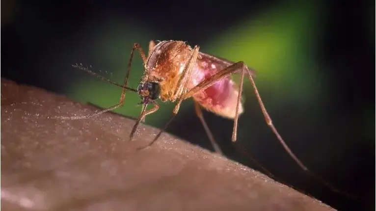 Nella Marca il primo caso di West Nile, virus trasmesso dalle zanzare