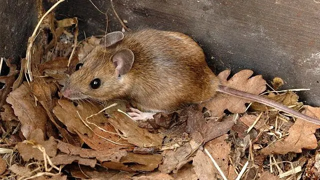 Un topo: allarme per una carcassa trovata nei wafer