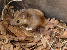 Un topo: allarme per una carcassa trovata nei wafer