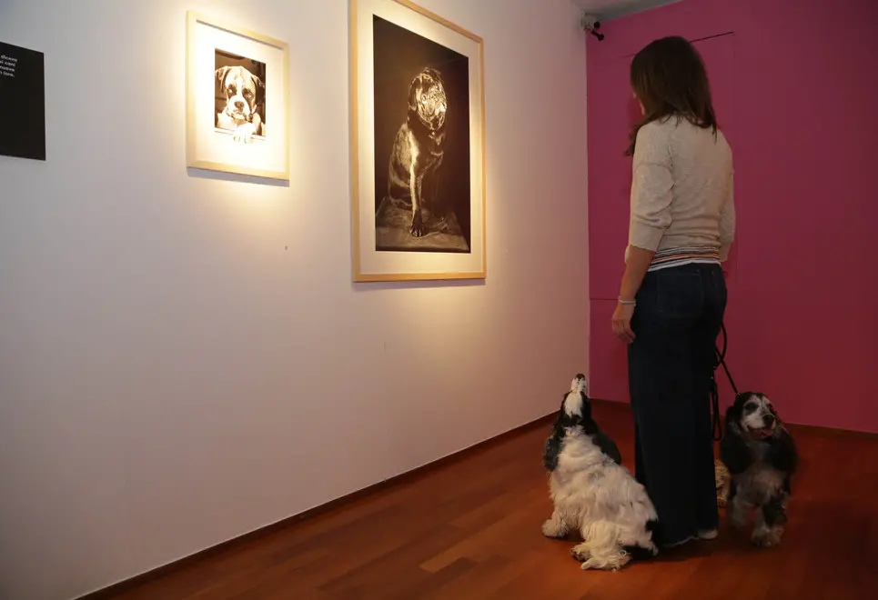 borghesi agenzia fotofilm treviso cani mostra erwitt
