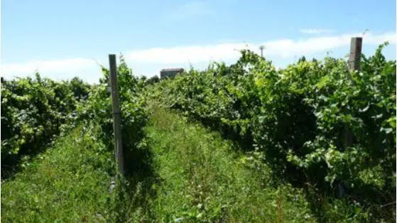 Uno dei vigneti dell’azienda agricola finita all’asta