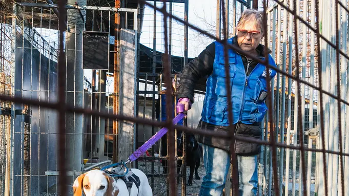 Allegranzi Santa Lucia di Piave Ricovero per cani ENPA Segugio Lulu