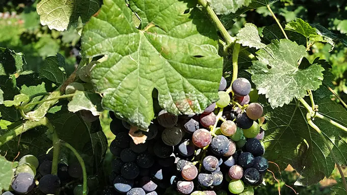 MARIAN - FOTOPIRAN - TEOLO - VIGNETI TRAMONTE