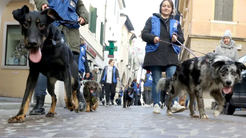PESCI AG.FOTOFILM TREVISO MANIFESTAZIONE CANI IN CITTA'