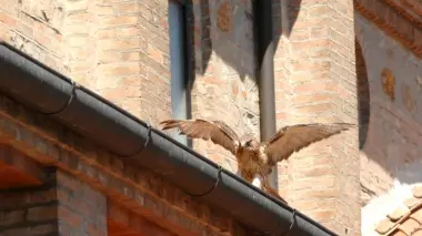 Un falco sul tetto di una chiesa