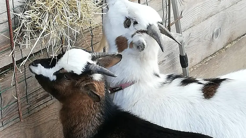 Le due caprette che Cecchetto custodiva sulla Cadore Mare. Una è stata sgozzata