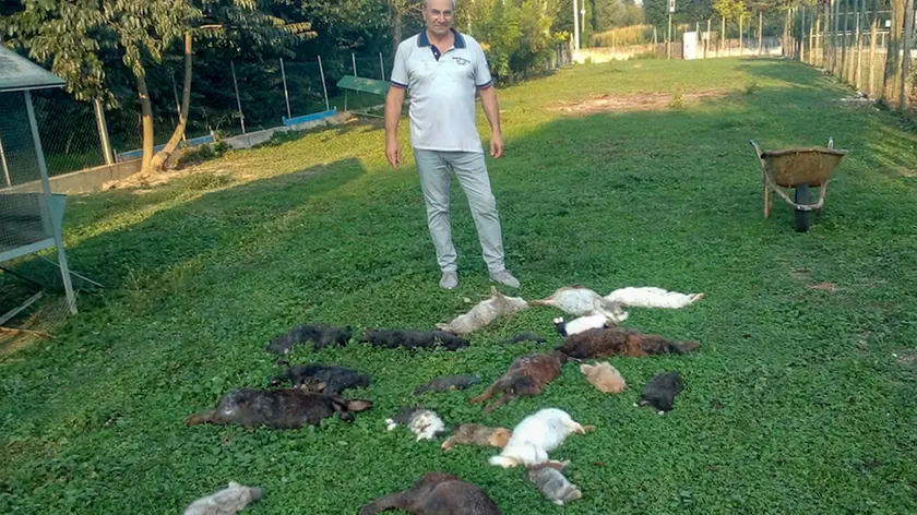 Agostini Vedelago conigli uccisi da una volpe nella proprietà di Luigi Baesso