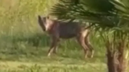 Il lupo avvistato a Fagarè che vive lungo il Piave