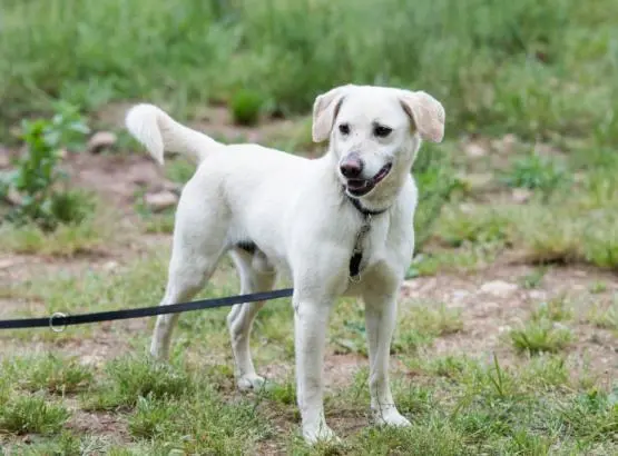 HARRY. Insicuro . Meticcio di colore bianco entrato in canile nel 2008. In attesa di sterilizzazione. E' entrato in canile quando aveva solo un anno e non ha mai provato la gioia di essere amato. E' molto spaventato e cerca sempre il supporto del suo inseparabile compagno di recinto, per questo necessita di famiglia dove sia presente un altro cane che gli dia sicurezza.