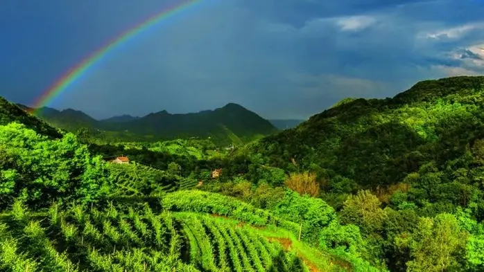Le colline del Prosecco nel Coneglianese