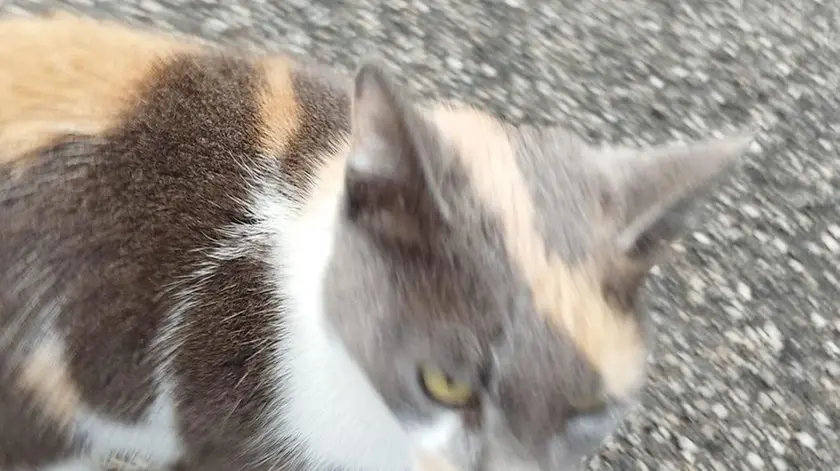 La gattina che ha passato due settimane a vegliare la tomba del suo padrone al cimitero