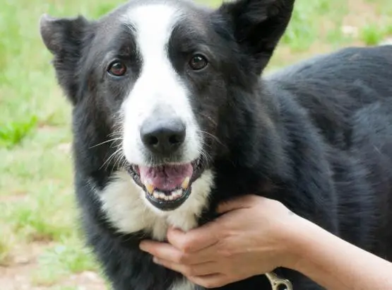 SKUNK. Incantevole. Meticcio di colore nero e bianco entrato in canile nel lontano 2006. Sterilizzato. Troppi anni di reclusione per il bellissimo Skunk, lui deve ancora iniziare a vivere..il destino fino ad ora è stato fin troppo crudele, merita un pò di felicità!