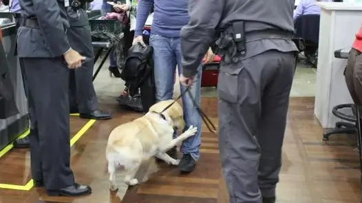 Uno dei cani della guardia di finanza addestrati a fiutare banconote