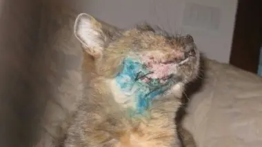 Betty, la gattina soriana salvata con il muso dilaniato dai pallini