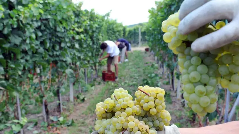 20090825 - TORINO - FIN - VINO: CIA;E' VENDEMMIA-MANIA, APPASSIONATI IN LISTA D'ATTESA. Agricoltori durante la vendemmia di Chardonnay stamattina 25 Agosto 2009. Prendere parte alle operazioni di vendemmia e vinificazione sta diventando una moda. Lo afferma la Cia 'Confederazione Italiana Agricoltori' sottolineando che ''migliaia sono le richieste di ospitalita' di appassionati e curiosi ai titolari di aziende vitivinicole, tanto da rendere necessarie vere e proprie liste di attesa''. Si tratta principalmente di donne, professionisti di altri settori, curiosi, apprendisti sommelier e potenziali futuri imprenditori del settore. In cima alla lista delle preferenze le richieste di ospitalita' presso aziende che producono prosecco, ma sono molte anche per i vini marchigiani, pugliesi oltre che toscani. ANSA/TONINO DI MARCO/i51