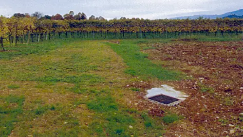 Agostini Maser tubamento vigneto