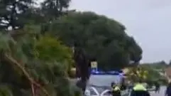 L’albero caduto sulla strada ieri in via Olme a Mogliano (da Antenna3)