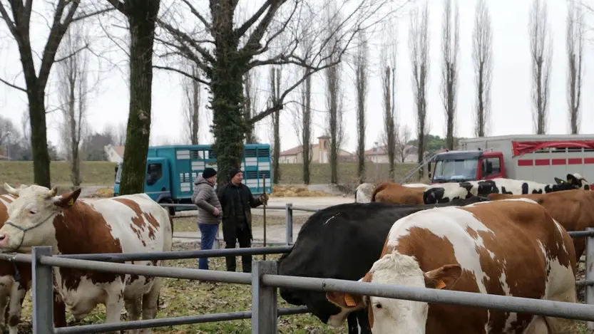 Ferrazza agenzia foto film oderzo mercato bovino foro boario
