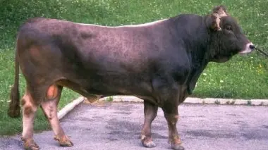 Un toro simile a quello di «Striscia»